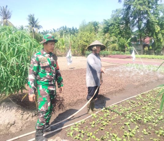 Babinsa Laksamana Gencarkan Patroli Karhutla dan Dampingi Budidaya Sawi di Bagan Keladi