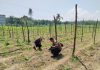 Bhabinkamtibmas Polsek Sungai Sembilan Cek Pekarangan Pangan Bergizi, Dukung Ketahanan Pangan Nasional