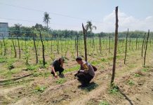 Bhabinkamtibmas Polsek Sungai Sembilan Cek Pekarangan Pangan Bergizi, Dukung Ketahanan Pangan Nasional