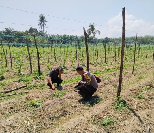 Bhabinkamtibmas Polsek Sungai Sembilan Cek Pekarangan Pangan Bergizi, Dukung Ketahanan Pangan Nasional