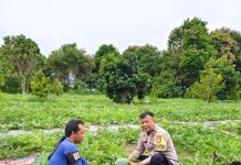 Bhabinkamtibmas Bukit Timah Cek Kebun Semangka Warga, Dukung Program Ketahanan Pangan Nasional