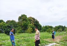 Polres Dumai Dukung Ketahanan Pangan Nasional, Bhabinkamtibmas Bukit Timah Tinjau Kebun Semangka