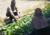 AIPTU Subandi Dampingi Petani Cek Tanaman Pare dalam Program Ketahanan Pangan