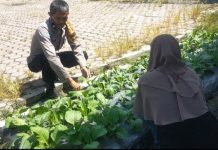 AIPTU Subandi Dampingi Petani Cek Tanaman Pare dalam Program Ketahanan Pangan