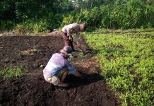 Bhabinkamtibmas Richie Tarigan Cek Pekarangan Pangan Bergizi di Bagan Keladi Dukung Ketahanan Pangan Nasional