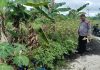 IPDA Abdul Karim Bersama Petani Cek Tanaman Cabai Rawit Dukung Program Ketahanan Pangan Nasional