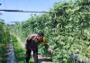 Bhabinkamtibmas Kelurahan Bukit Nenas cek pekarangan pangan bergizi tanaman kacang panjang dukung ketahanan pangan nasional