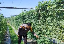 Bhabinkamtibmas Kelurahan Bukit Nenas cek pekarangan pangan bergizi tanaman kacang panjang dukung ketahanan pangan nasional
