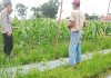 Polres Dumai dan Polsek Bukit Kapur Dukung Ketahanan Pangan, Bhabinkamtibmas Cek Kebun Jagung Manis Milik Warga