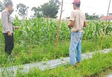 Polres Dumai dan Polsek Bukit Kapur Dukung Ketahanan Pangan, Bhabinkamtibmas Cek Kebun Jagung Manis Milik Warga