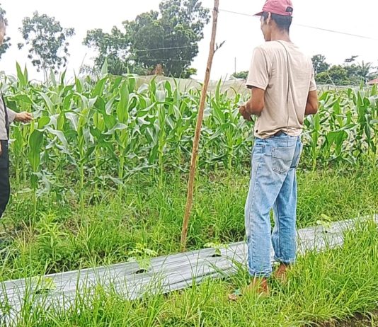 Polres Dumai dan Polsek Bukit Kapur Dukung Ketahanan Pangan, Bhabinkamtibmas Cek Kebun Jagung Manis Milik Warga
