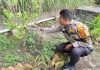 Bhabinkamtibmas Tanjung Palas Bersama Petani Cek Tanaman Jeruk Nipis untuk Dukung Ketahanan Pangan Nasional