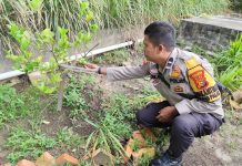 Bhabinkamtibmas Tanjung Palas Bersama Petani Cek Tanaman Jeruk Nipis untuk Dukung Ketahanan Pangan Nasional