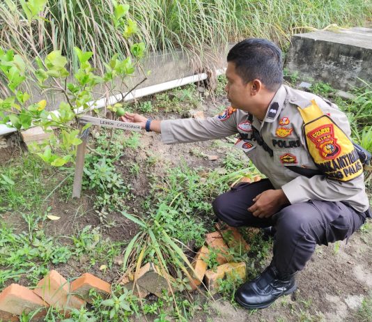 Bhabinkamtibmas Tanjung Palas Bersama Petani Cek Tanaman Jeruk Nipis untuk Dukung Ketahanan Pangan Nasional