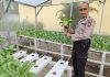 Panit Samapta Polsek Dumai Timur Bersama Petani Cek Tanaman Pakcoy, Dukung Ketahanan Pangan Nasional