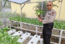 Panit Samapta Polsek Dumai Timur Bersama Petani Cek Tanaman Pakcoy, Dukung Ketahanan Pangan Nasional