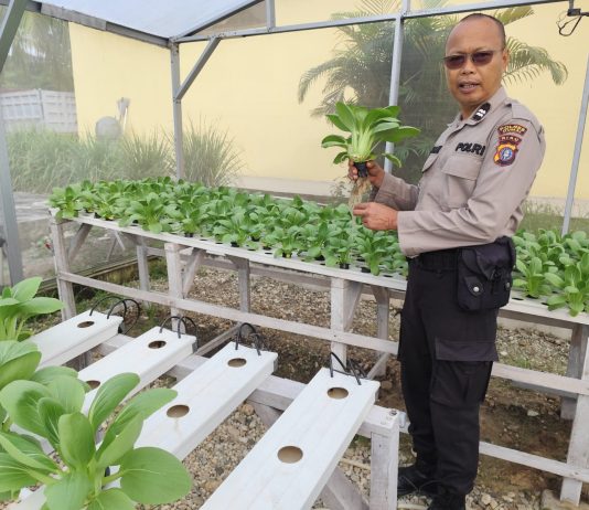 Panit Samapta Polsek Dumai Timur Bersama Petani Cek Tanaman Pakcoy, Dukung Ketahanan Pangan Nasional