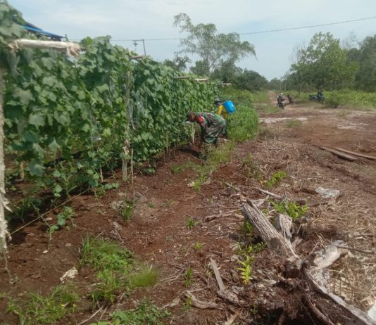 Babinsa Koramil 02/Bukit Kapur Dampingi Warga Kembangkan Budidaya Sayur untuk Ketahanan Pangan