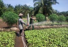 Babinsa Koramil 01/Dumai Patroli Karhutla, Sosialisasi Pencegahan Banjir dan Dampingi Budidaya Sawi di Bagan Keladi