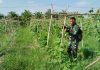 Babinsa Tanjung Penyembal Dampingi Petani Budidaya Pare, Dukung Swasembada dan Ketahanan Pangan