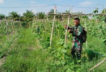 Babinsa Tanjung Penyembal Dampingi Petani Budidaya Pare, Dukung Swasembada dan Ketahanan Pangan