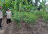 Bhabinkamtibmas Pangkalan Sesai Cek Pekarangan Pangan Bergizi, Dukung Ketahanan Pangan Nasiona