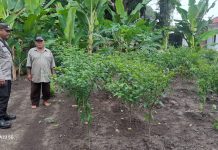 Bhabinkamtibmas Pangkalan Sesai Cek Pekarangan Pangan Bergizi, Dukung Ketahanan Pangan Nasiona
