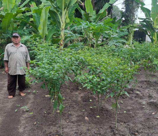 Bhabinkamtibmas Pangkalan Sesai Cek Pekarangan Pangan Bergizi, Dukung Ketahanan Pangan Nasiona