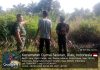 Babinsa Koramil 01/Dumai Laksanakan Patroli Karhutla, Sosialisasi Banjir dan Dampingi Budidaya Cabai di Bukit Datuk