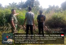 Babinsa Koramil 01/Dumai Laksanakan Patroli Karhutla, Sosialisasi Banjir dan Dampingi Budidaya Cabai di Bukit Datuk