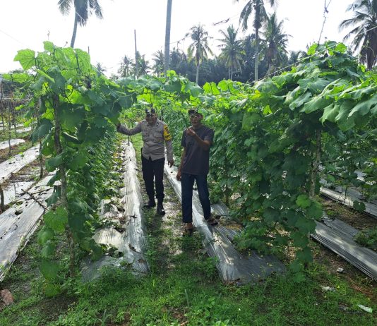 Bhabinkamtibmas Bumi Ayu Bersama Petani Cek Pekarangan Pangan Bergizi, Dukung Ketahanan Pangan Nasional