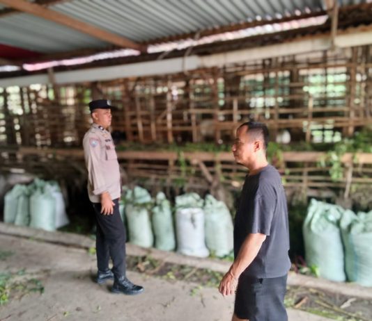 Bhabinkamtibmas Bagan Keladi Bersama Petani Tinjau Pekarangan Pangan Bergizi Dukung Ketahanan Pangan Nasional