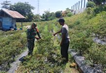 Babinsa Pelintung Gencarkan Patroli Karhutla dan Dampingi Petani Cabai Perkuat Ketahanan Pangan