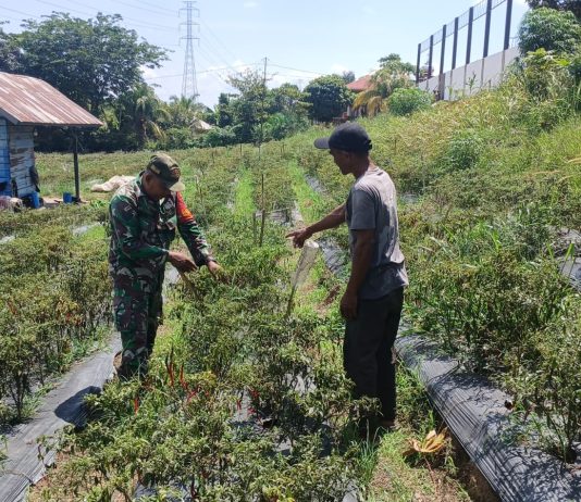 Babinsa Pelintung Gencarkan Patroli Karhutla dan Dampingi Petani Cabai Perkuat Ketahanan Pangan