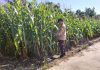 Bhabinkamtibmas Lubuk Gaung Cek Perkembangan Jagung Pipil, Dukung Ketahanan Pangan Nasional
