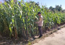 Bhabinkamtibmas Lubuk Gaung Cek Perkembangan Jagung Pipil, Dukung Ketahanan Pangan Nasional