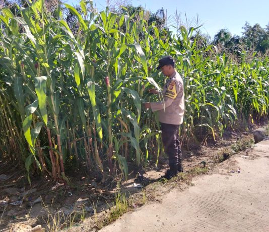 Bhabinkamtibmas Lubuk Gaung Cek Perkembangan Jagung Pipil, Dukung Ketahanan Pangan Nasional