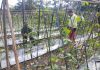 Babinsa Koramil 03/Sungai Sembilan Dampingi Petani Kacang Panjang, Sekaligus Sosialisasikan Pencegahan Karhutla
