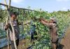 Polsek Sungai Sembilan Bersama Petani Cek Pekarangan Pangan Bergizi, Dukung Ketahanan Pangan Nasional