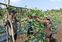 Polsek Sungai Sembilan Bersama Petani Cek Pekarangan Pangan Bergizi, Dukung Ketahanan Pangan Nasional