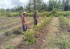 Babinsa Koramil 03/Sungai Sembilan Dampingi Petani Cabai, Perkuat Swasembada Pangan di Tanjung Penyembal