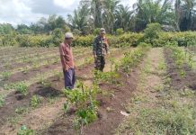 Babinsa Koramil 03/Sungai Sembilan Dampingi Petani Cabai, Perkuat Swasembada Pangan di Tanjung Penyembal