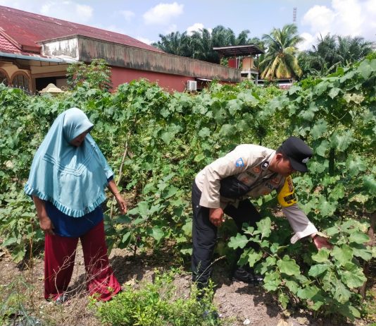 Bhabinkamtibmas Purnama Dampingi Petani Rawat Pekarangan Pangan Bergizi