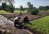 Babinsa Koramil 01/Dumai Gencarkan Patroli Karhutla dan Dampingi Budidaya Kangkung di Bagan Keladi