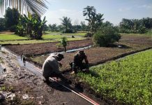 Babinsa Koramil 01/Dumai Gencarkan Patroli Karhutla dan Dampingi Budidaya Kangkung di Bagan Keladi