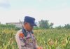 Polsek KSKP Dumai Cek Pertumbuhan Jagung Bersama Kelompok Tani, Dukung Ketahanan Pangan Nasional