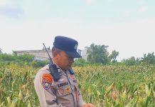 Polsek KSKP Dumai Cek Pertumbuhan Jagung Bersama Kelompok Tani, Dukung Ketahanan Pangan Nasional