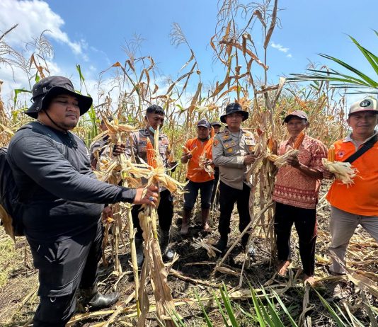 Polsek Sungai Sembilan Panen Jagung Pipil Dukung Program Nasional Ketahanan Pangan Kuartal II Tahun 2026