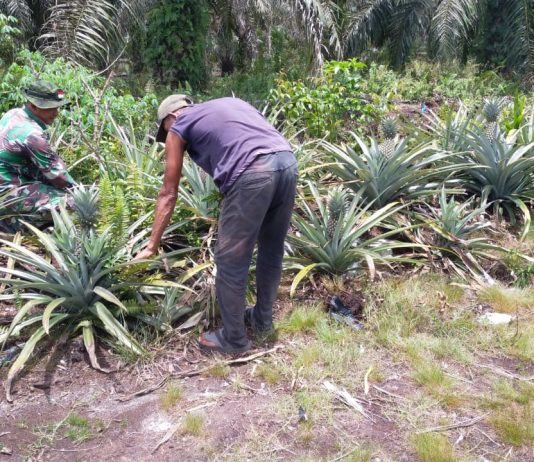 Babinsa Bangsal Aceh Dampingi Budidaya Nanas Warga, Sekaligus Ingatkan Bahaya Karhutla