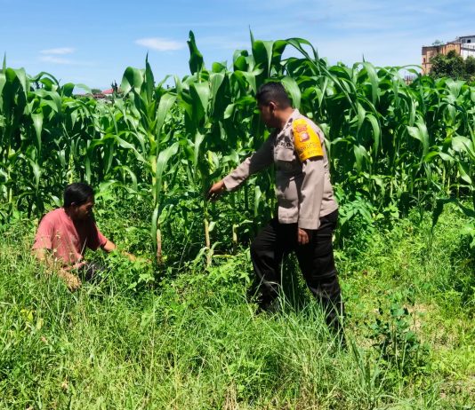 Bhabinkamtibmas Bersama Petani Cek Perkembangan Tanaman Jagung dalam Mendukung Program Ketahanan Pangan Nasional